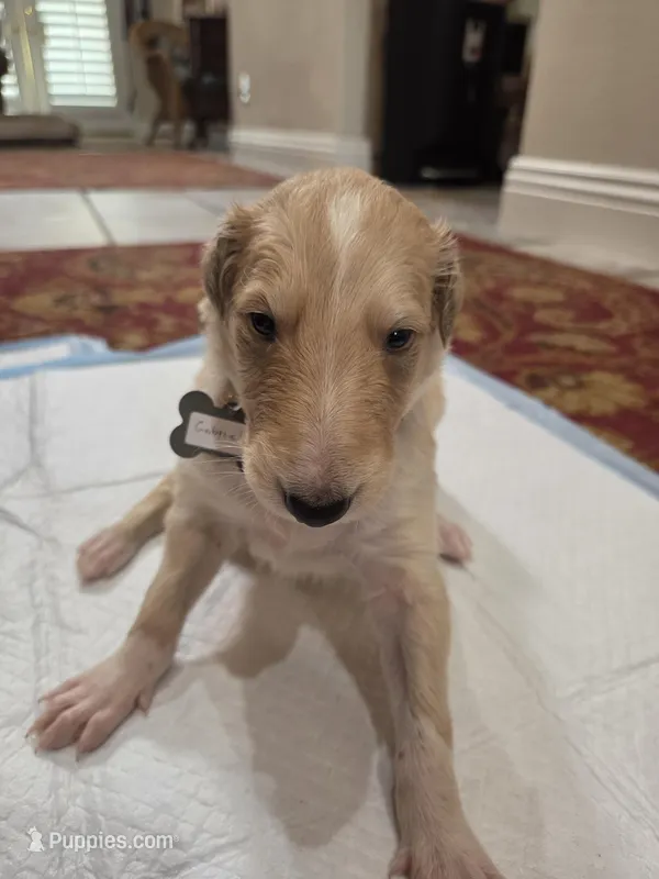 Gabriel – Borzoi puppy for sale in Yucaipa, CA
