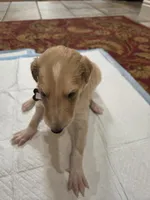 Gabriel, a male Borzoi for sale in Yucaipa, CA – Photo 2 of 3