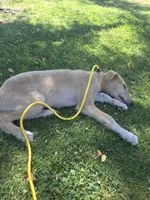 Gabriel, a male Borzoi for sale in Yucaipa, CA – 9 of 10