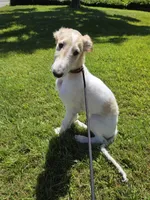 Victor, a male Borzoi for sale in Yucaipa, CA – 3 of 10