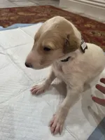 Fabien, a male Borzoi for sale in Yucaipa, CA – 3 of 3