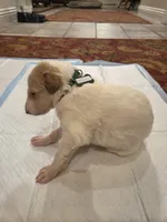 Fabien, a male Borzoi for sale in Yucaipa, CA – 2 of 3