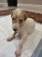 Fabien, a male Borzoi for sale in Yucaipa, CA – 1 of 3
