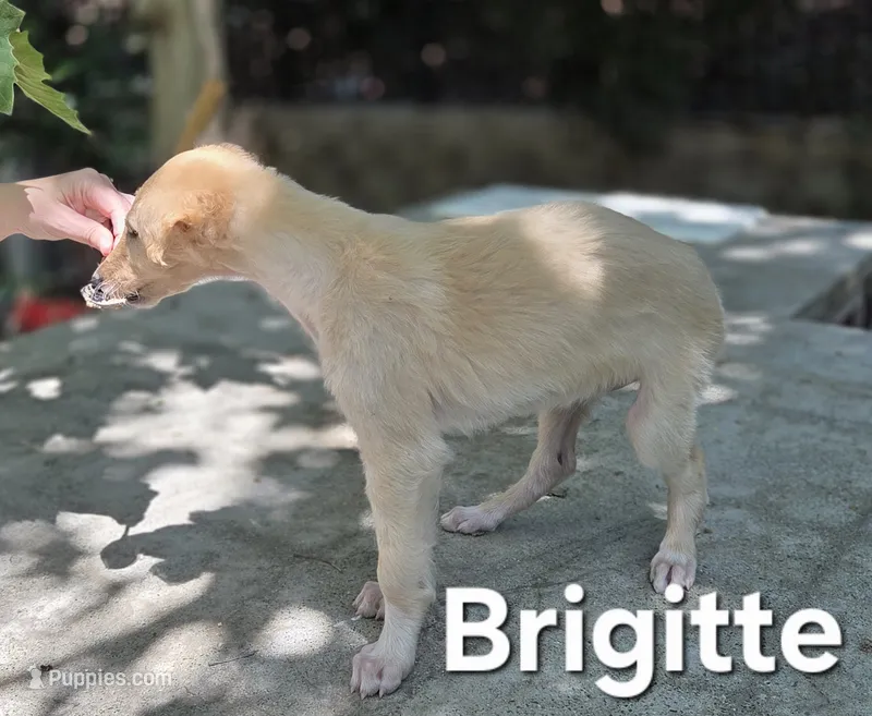 Brigitte (petite) – Borzoi puppy on hold in Yucaipa, CA