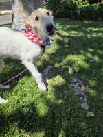 Victor, a male Borzoi for sale in Yucaipa, CA – 9 of 10