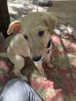 Brigitte, a female Borzoi for sale in Yucaipa, CA – 4 of 4