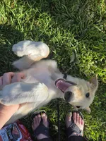 Gabriel, a male Borzoi for sale in Yucaipa, CA – 4 of 10