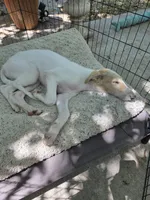 Victor, a male Borzoi for sale in Yucaipa, CA – 10 of 10