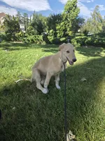 Gabriel, a male Borzoi for sale in Yucaipa, CA – 5 of 10