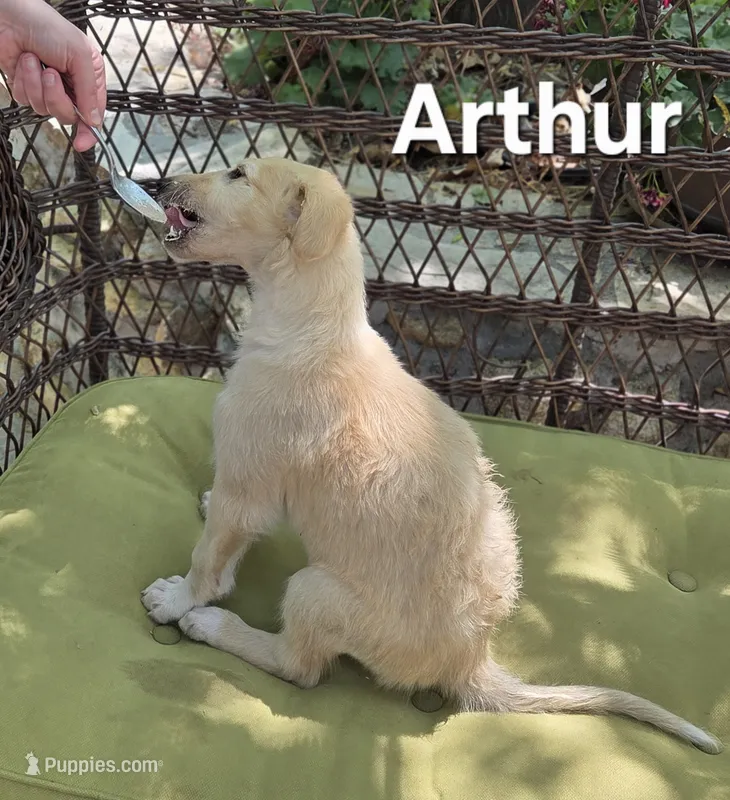Arthur – Borzoi puppy for sale in Yucaipa, CA