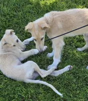 Gabriel, a male Borzoi for sale in Yucaipa, CA – 6 of 10