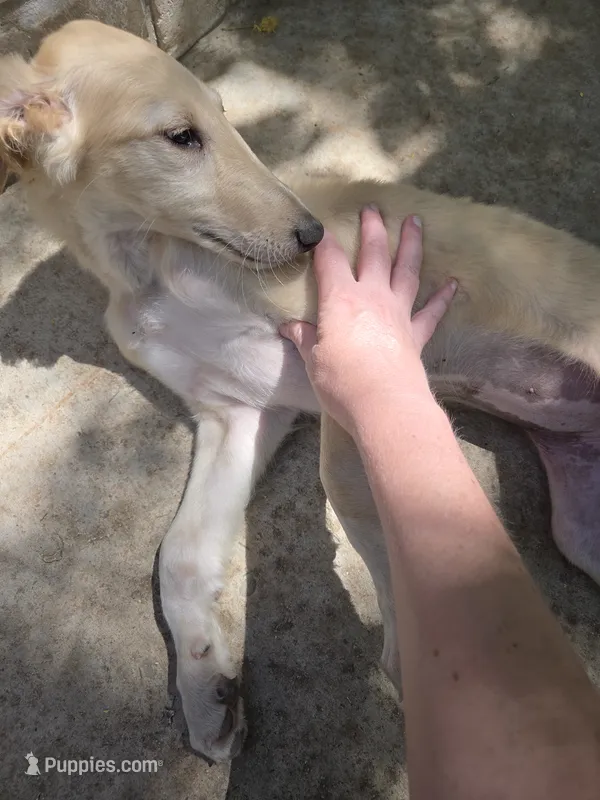 Brigitte (petite) – Borzoi puppy for sale in Yucaipa, CA