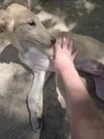 Brigitte (petite), a female Borzoi for sale in Yucaipa, CA – 1 of 10