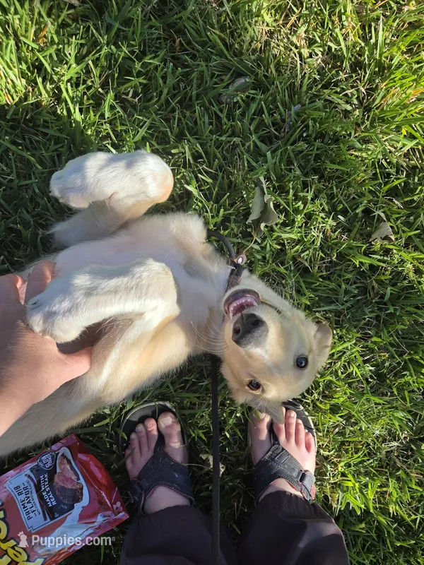Gabriel – Borzoi puppy for sale in Yucaipa, CA