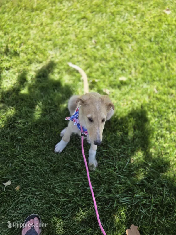 Gabriel – Borzoi puppy for sale in Yucaipa, CA