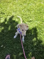 Gabriel, a male Borzoi for sale in Yucaipa, CA – 2 of 10