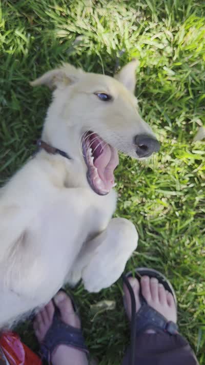 Gabriel, a male Borzoi for sale in Yucaipa, CA – 10 of 10