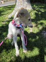 Victor, a male Borzoi for sale in Yucaipa, CA – 6 of 10