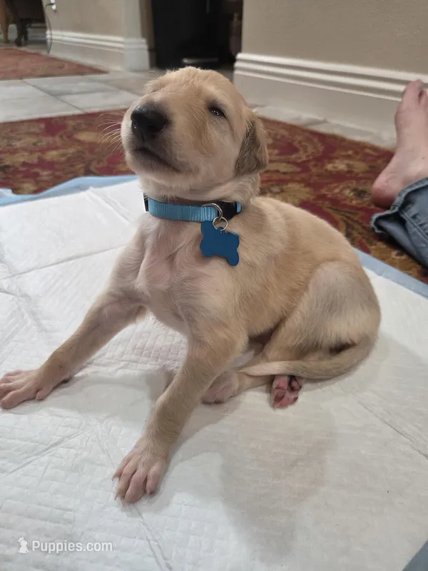 Hugo – Borzoi puppy for sale in Yucaipa, CA
