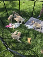 Brigitte, a female Borzoi for sale in Yucaipa, CA – 2 of 4