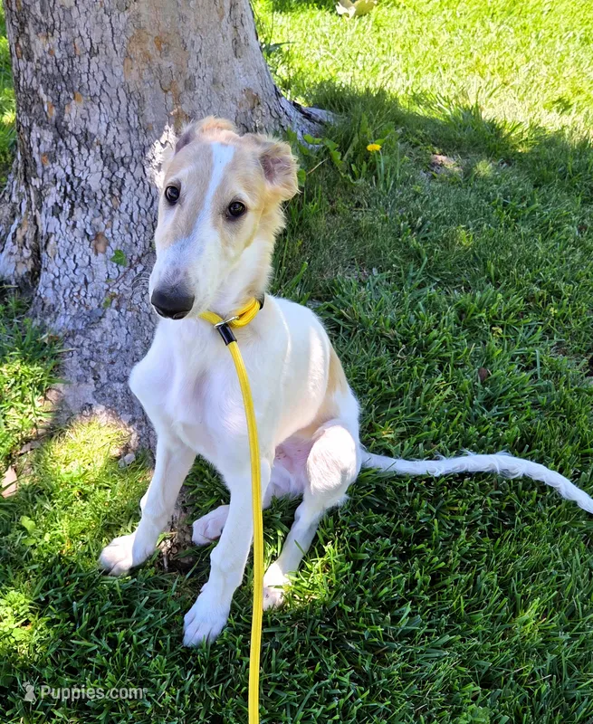 Victor – Borzoi puppy for sale in Yucaipa, CA
