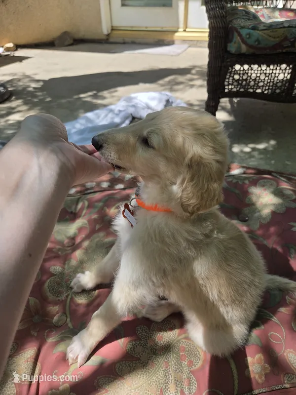 Cedric – Borzoi puppy for sale in Yucaipa, CA