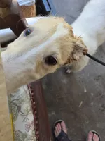Victor, a male Borzoi for sale in Yucaipa, CA – 8 of 10