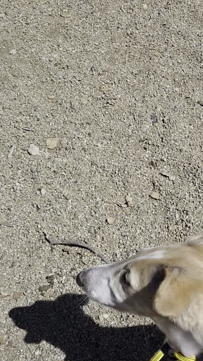 Brigitte (petite), a female Borzoi for sale in Yucaipa, CA – 10 of 10
