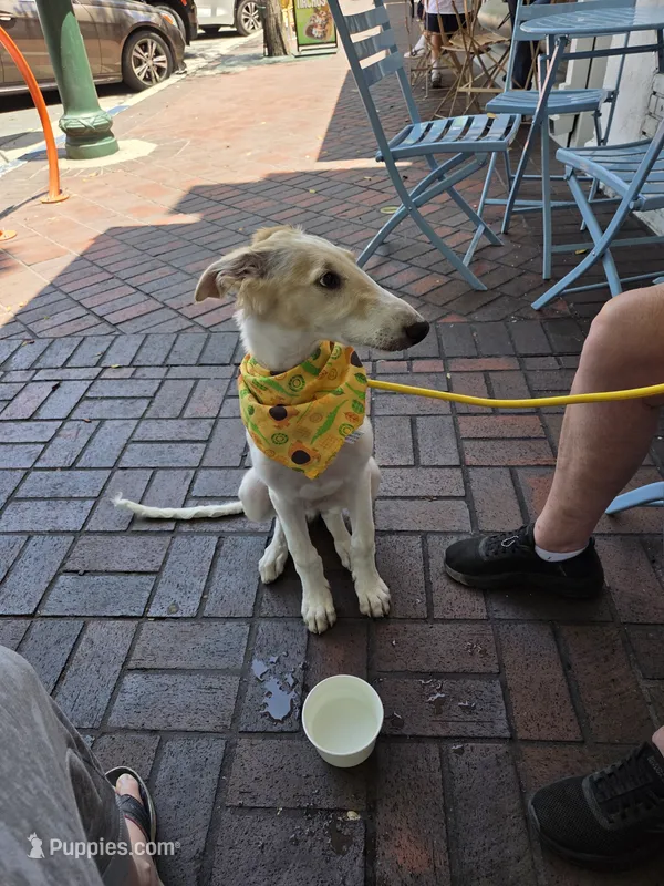 Victor – Borzoi puppy for sale in Yucaipa, CA
