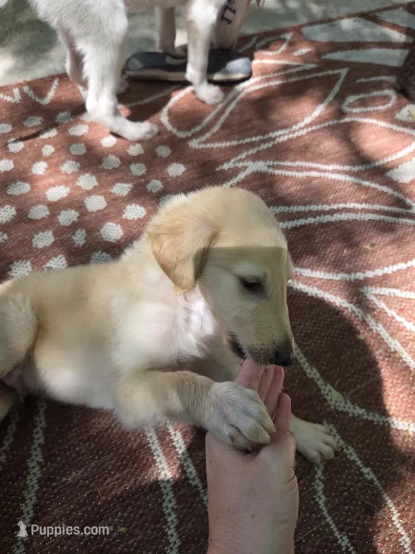 Arthur – Borzoi puppy for sale in Yucaipa, CA