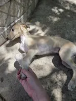 Brigitte (petite), a female Borzoi for sale in Yucaipa, CA – 5 of 10