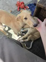 Gabriel, a male Borzoi for sale in Yucaipa, CA – 3 of 10