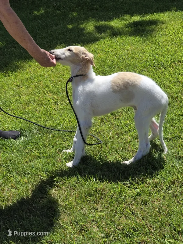Victor – Borzoi puppy for sale in Yucaipa, CA