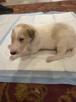 Victor, a male Borzoi for sale in Yucaipa, CA – Photo 4 of 4