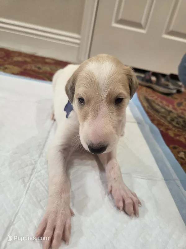 Victor – Borzoi puppy for sale in Yucaipa, CA