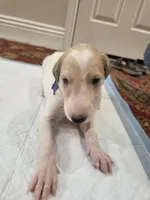Victor, a male Borzoi for sale in Yucaipa, CA – Photo 1 of 4