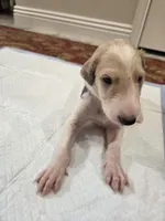 Victor, a male Borzoi for sale in Yucaipa, CA – Photo 3 of 4