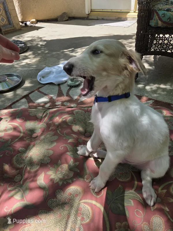 Victor – Borzoi puppy for sale in Yucaipa, CA