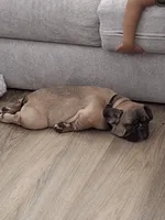 Sparky, a male French Bulldog for sale in Raeford, NC – 3 of 3