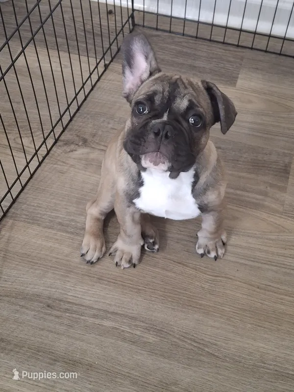 Sparky – French Bulldog puppy for sale in Raeford, NC