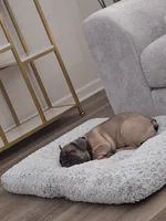 Sparky, a male French Bulldog for sale in Raeford, NC – 2 of 3