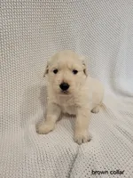 Sugar, a female Golden Retriever for sale in Walhalla, SC – Photo 2 of 4