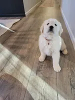 Sugar, a female Golden Retriever for sale in Walhalla, SC – Photo 1 of 4