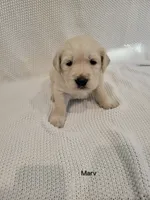 Marv, a male Golden Retriever for sale in Walhalla, SC – Photo 3 of 5