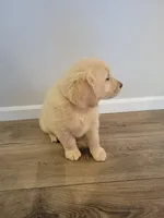 Marv, a male Golden Retriever for sale in Walhalla, SC – Photo 2 of 5