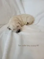 Marv, a male Golden Retriever for sale in Walhalla, SC – Photo 4 of 5