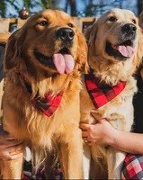 Marv, a male Golden Retriever for sale in Walhalla, SC – Photo 5 of 5