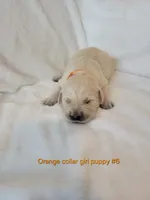 Ginger, a female Golden Retriever for sale in Walhalla, SC – Photo 2 of 3