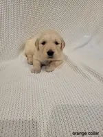 Ginger, a female Golden Retriever for sale in Walhalla, SC – Photo 1 of 3