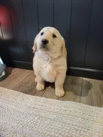 Clove, a female Golden Retriever for sale in Walhalla, SC – Photo 1 of 4